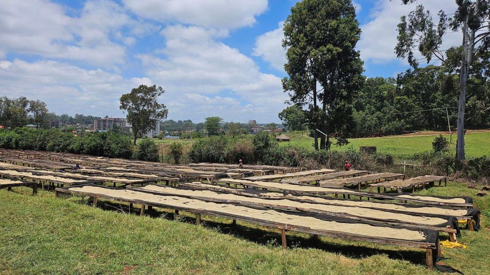 Fairview Coffee Tour